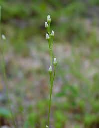 Image result for Gentianaceae