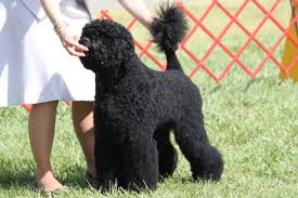 portuguese water dog info goldenacresdogs com