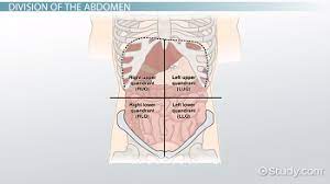 Anatomical terminology the human abdomen is divided into quadrants and regions by anatomists and physicians for the purposes of study, diagnosis, and treatment. The 4 Abdominal Quadrants Regions Organs Video Lesson Transcript Study Com