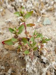 Image result for Bergia