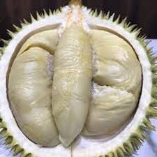 Durian yang juga dikenali dengan nama raja buah merupakan buah yang menjadi pilihan masyarakat tidak mengira waktu. Jenis Jenis Durian Yang Paling Disukai Oleh Rakyat Malaysia