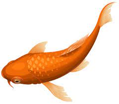 Orange Koi Fish Transparent Clip Art Png Image Koi Fish Drawing Orange Koi Fish Silhouette