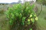 Image result for Euphorbia depauperata