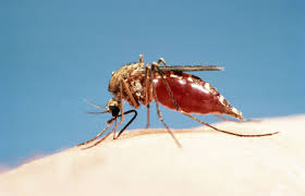 Mosquitoes lay eggs near water. The Other Reason Mosquitoes Want To Suck Your Blood Scientific American