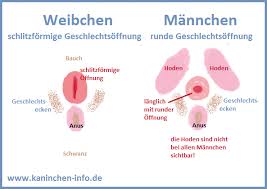 Hallo ich habe vor mir zu meinen kaninchen noch einen blaue wiener rammler zu kaufen. Infos