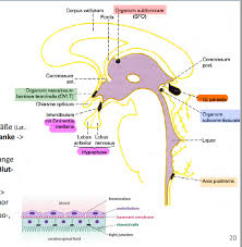 Die blut liquor schranke ist nur fur wasser sauerstoff und kohlendioxid ganz durchlassig fur elektrolyte wenig und fur fast alle anderen molekule gar nicht. Zirkumventrikulare Organe Neuroanatomie 01 Repetico