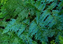 Image result for Selaginella mittenii