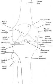 Posterior to the lateral femoral epicondyle. Bony Point Of The Knee David S Anatomy E Portfolio