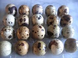 Comment Casser La Coquille D Un Oeuf De Caille Oeufs De Caille Caille œufs