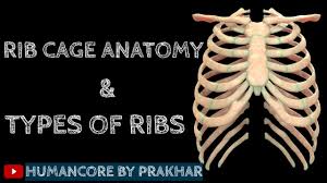 In this anatomy lesson, i'm going to cover the rib bones, also called costae in latin. Rib Anatomy True Ribs False Ribs Floating Ribs Typical Vs Atypical Ribs Youtube