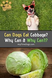 We did not find results for: Anytime Dogs Anytimedogs Profile Pinterest