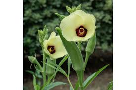 Image result for Abelmoschus