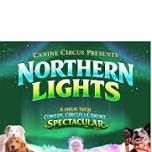 Canine Circus Northern Lights