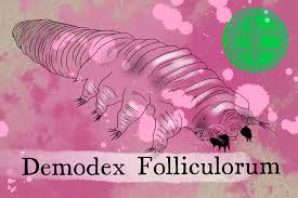 Image result for Demodex folliculorum