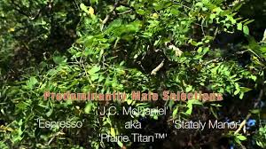 The bark truly shines in winter. The Kentucky Coffee Tree Youtube