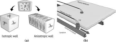 Check spelling or type a new query. Regulation Of Plant Cell Wall Stiffness By Mechanical Stress A Mesoscale Physical Model Springerlink