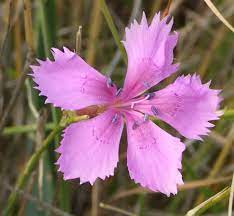 Dianthus Caryophyllus Nana Flower Zone Best Flower Wallpaper