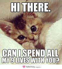 Hi There Can I Spend All My 9 Lives With You Cat In 2020 Cute Cat Memes Kittens Funny Cute Baby Animals