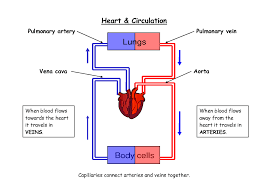 2 Cut U Paste Flowchart On The Path Of Blood Through The