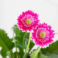 Image result for Gerbera