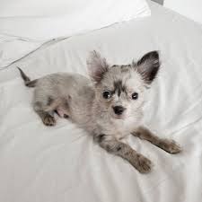 Get healthy pups from responsible and professional breeders at puppyspot. Chihuahua Puppies For Sale Near Me Teacup Chihuahua Puppies For Sale Near Me