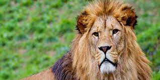 Cheeky monkeys, lounging lizards and exotic creatures from all over the world have been providing the animal magic enjoyed by visitors to belfast zoo for more than 70 years. Belfast Zoo Family Admissions And Online Booking