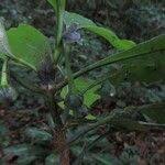 Image result for Psychotria peduncularis