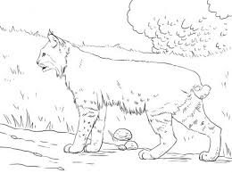 Crouching Bobcat Animal Coloring Books Animal Coloring Pages Cat Coloring Page