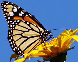Pin En Mariposas Monarcas