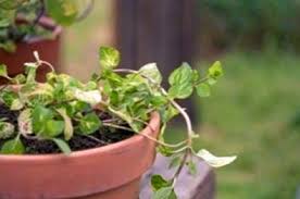 Check spelling or type a new query. Mentir Du Menthe Au Gingembre Soin Des Plantes De Menthe Au Gingembre Fr Haenselblatt Com