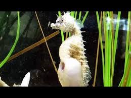 Denizati Dogumu Seahorse Giving Birth Hayvanlar Hayvan Kopek