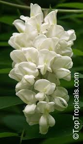 Image result for Robinia