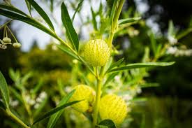 Image result for Gomphocarpus kaessneri