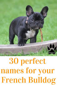Discover the uniqueness, meaning, and of course their names. 440 Boy Dog Names A Z Labrottie Com Dog Names Boy Dog Names Boy Dog