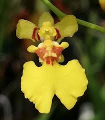 Image result for Ozoroa gomesiana