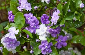 Image result for Brunfelsia pauciflora