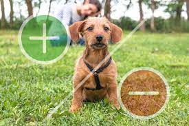 Wo kann man heute noch mit ruhigem gewissen haustiere kaufen? Hund Anschaffen Pro Und Contra