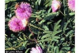 Image result for Mostuea microphylla