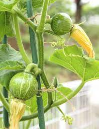 yu rin流 かぼちゃの育て方 大好き プランター菜園 かぼちゃ 栽培 野菜 種 カボチャ栽培