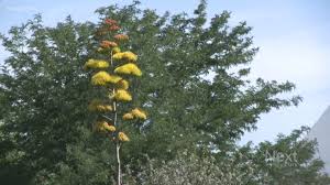 3355 s flower st #91 is near westborough park, sister city park and bear valley open space. Kendrick Lake Gardens In Lakewood Have Rare Flowers Blooming 9news Com