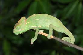 When you buy a veiled chameleon from us, you automatically receive our 100% live arrival guarantee. Veiled Chameleon Facts Habitat Diet Baby Pet Care Pictures