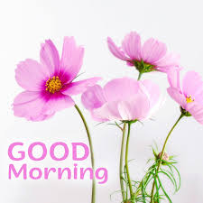 Check spelling or type a new query. Make People Happy By Sending Lovely Good Morning Flowers Images Good Morning Images Quotes Wishes Messages Greetings Ecards