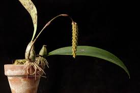 Image result for Bulbophyllum prorepens