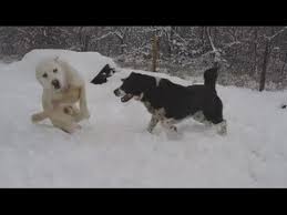 Central asian shepherd dog (alabai) the central asian shepherd dog is an ancient breed of dog from the regions of central asia. Central Asian Shepherd Dog Alabai Info Puppies Pictures