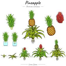 Image result for Ananas comosus