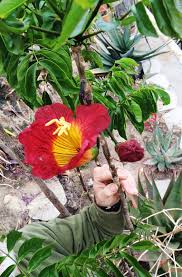 Image result for Fernandoa magnifica