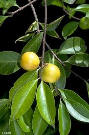 Image result for Salacia