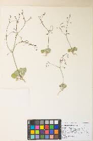 Image result for Eriosema nutans