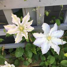 Check spelling or type a new query. Clematis Gillian Blades Clematis Gillian Blades In Gardentags Plant Encyclopedia