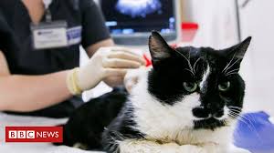 The term symptom, really does not apply to veterinary medicine, but is used here merely because of the familiarity most people have with the term. Coronavirus Pet Cat Found To Have Virus In Uk Bbc News